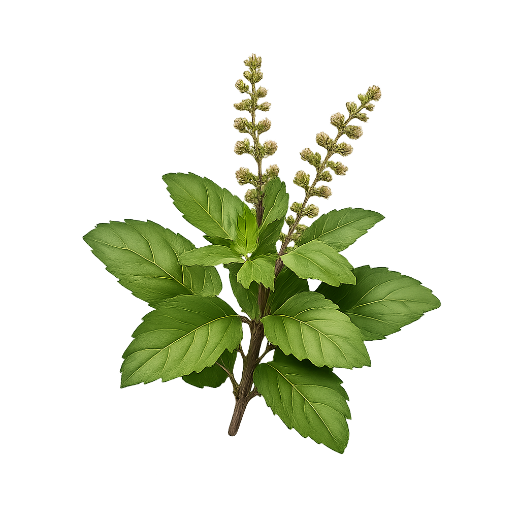 Holy Basil