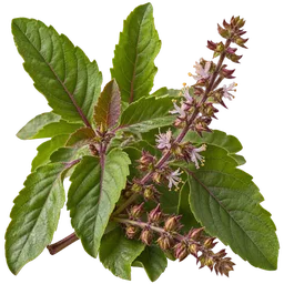 Holy Basil (Tulsi)