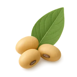 Isoflavones / Phytoestrogens