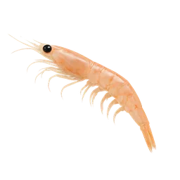 Krill Oil