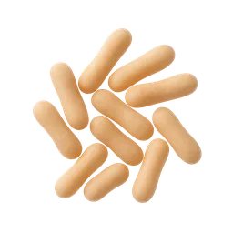 Lactobacillus fermentum