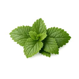 Lemon Balm
