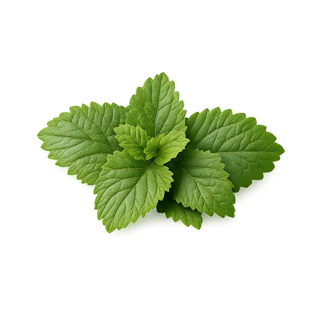 Lemon Balm