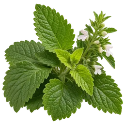 Lemon Balm