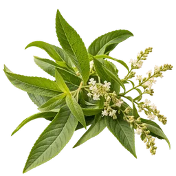 Lemon Verbena