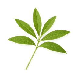 Lemon Verbena