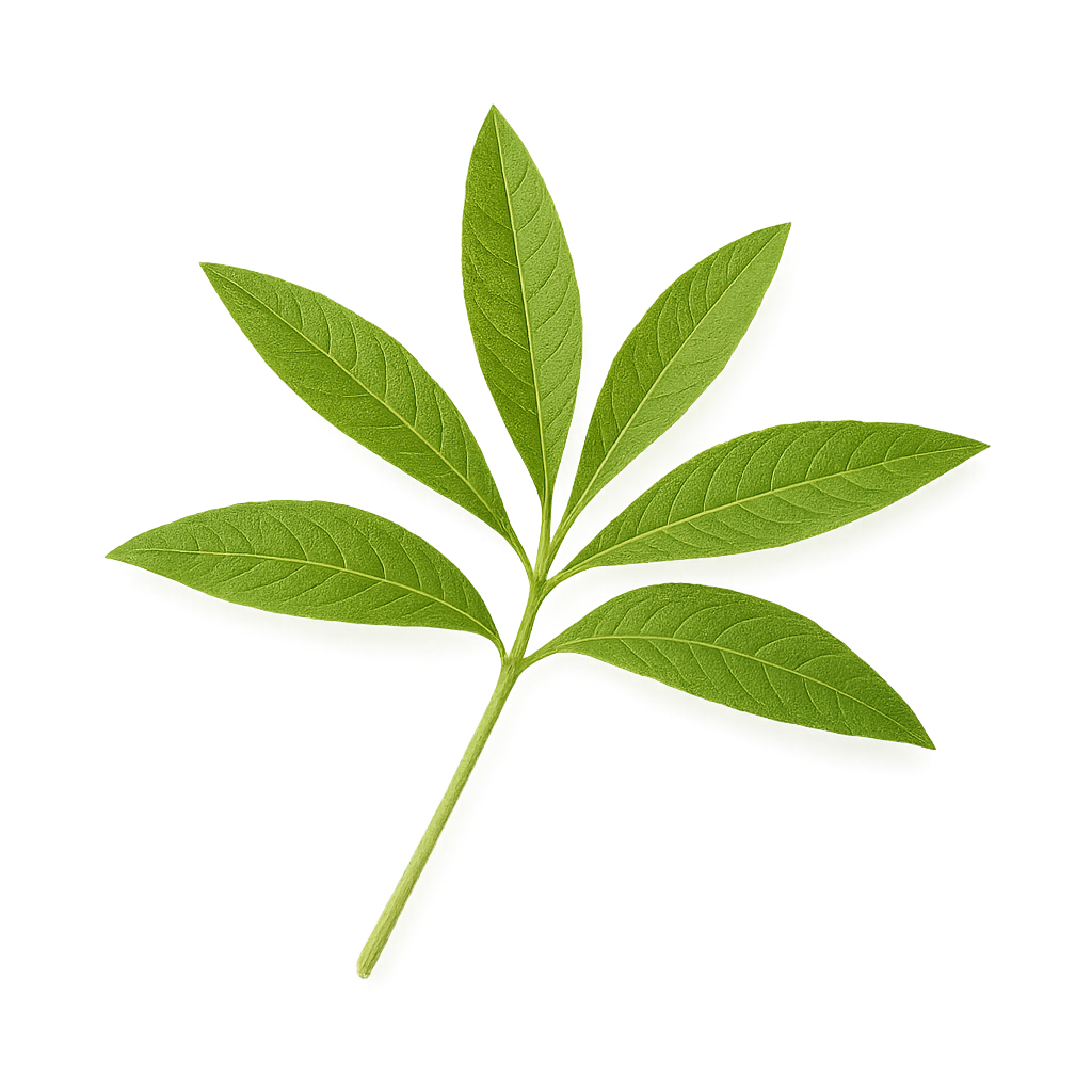 lemon Verbena
