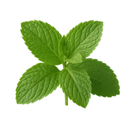 Mint