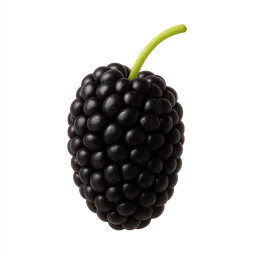 Mulberry