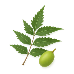 Neem (Azadirachta indica)