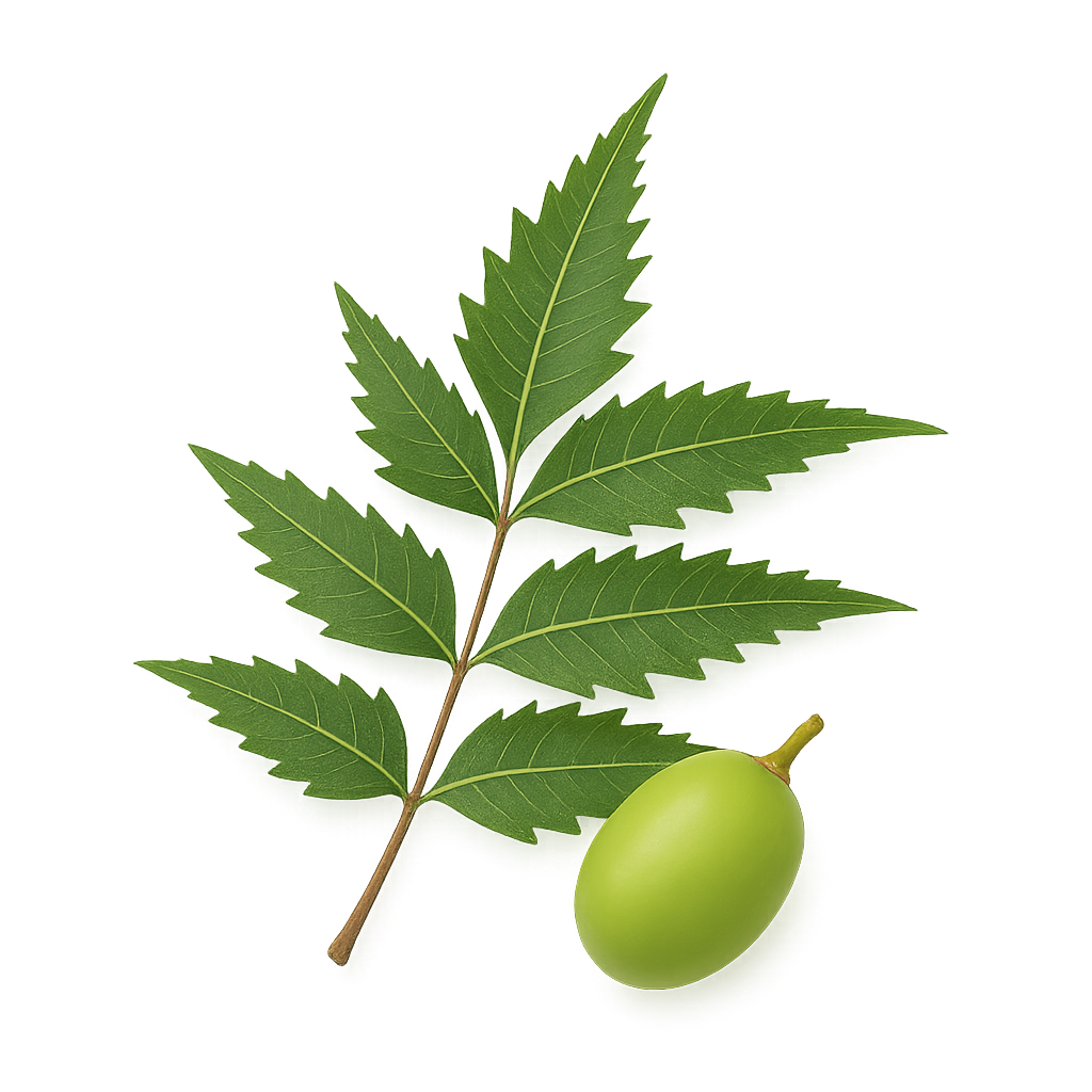 Neem (Azadirachta indica)