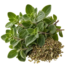 Oregano Oil