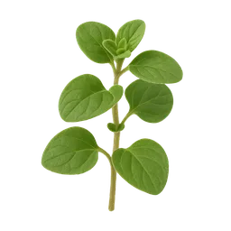 Oregano