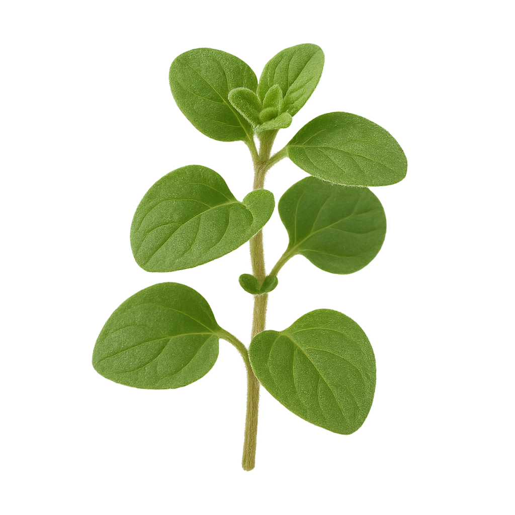 Oregano Oil