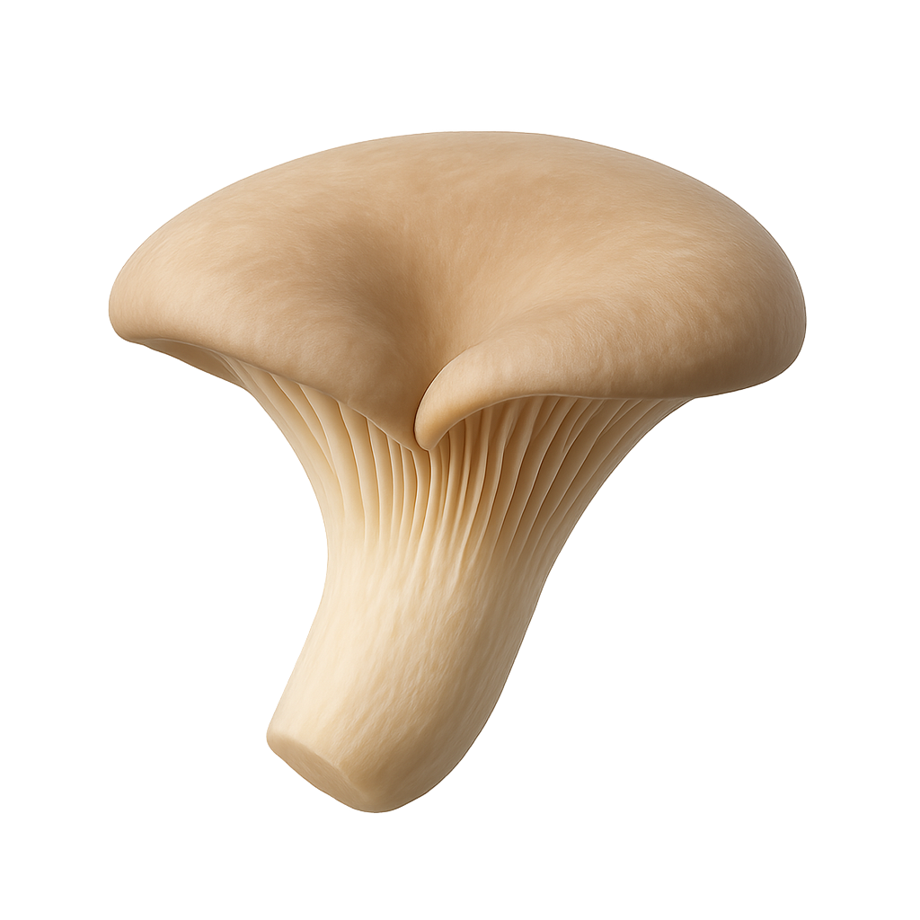 Oyster mushroom (generic Pleurotus)