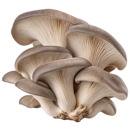 Oyster mushroom (generic Pleurotus)