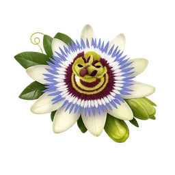 Passionflower