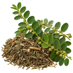 Phyllanthus (unspecified)