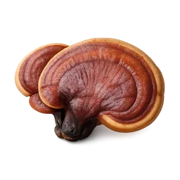 Reishi mushroom