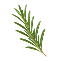 Rosemary