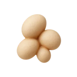 Saccharomyces cerevisae