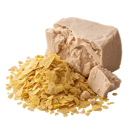 Saccharomyces cerevisae