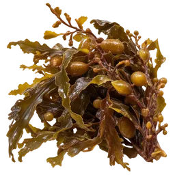 Sargassum