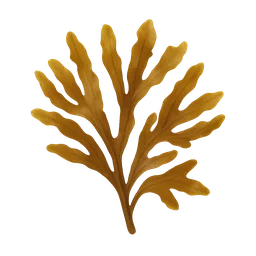 Sargassum