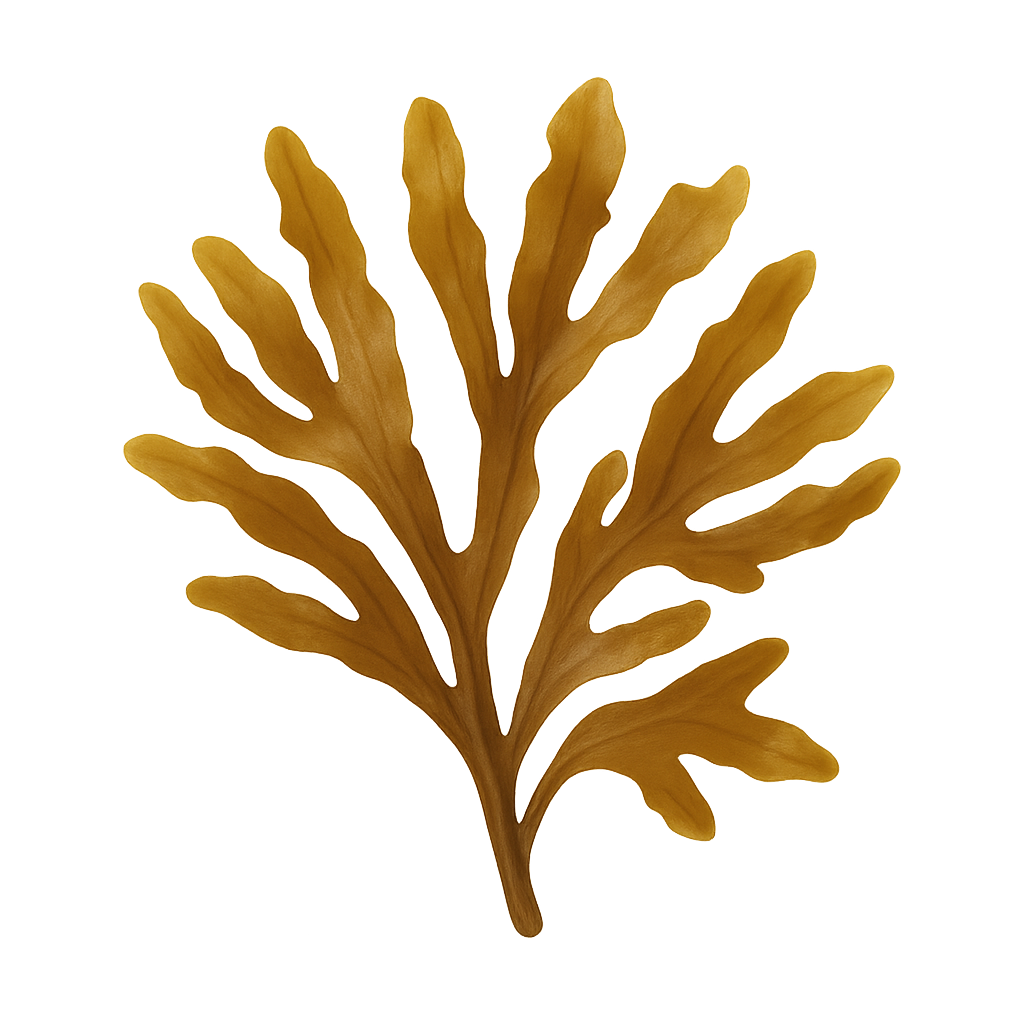 Sargassum