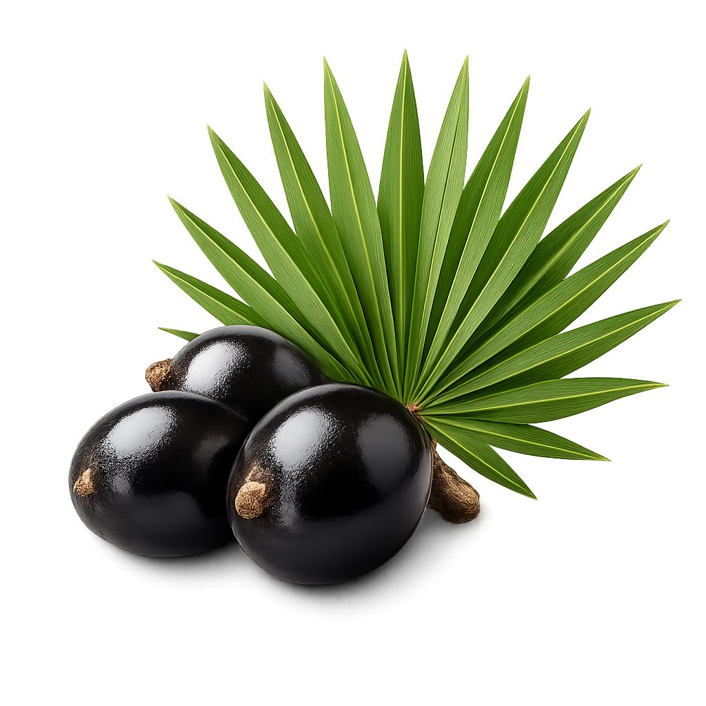 Saw Palmetto