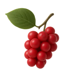 Schisandra
