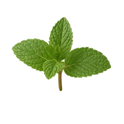 Spearmint