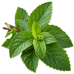 Spearmint