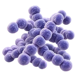 Streptococcus salivarius