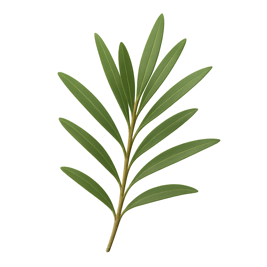 Tea Tree