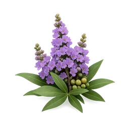 Vitex