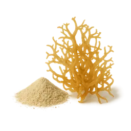 Sea Moss Is Overhyped on Social Media